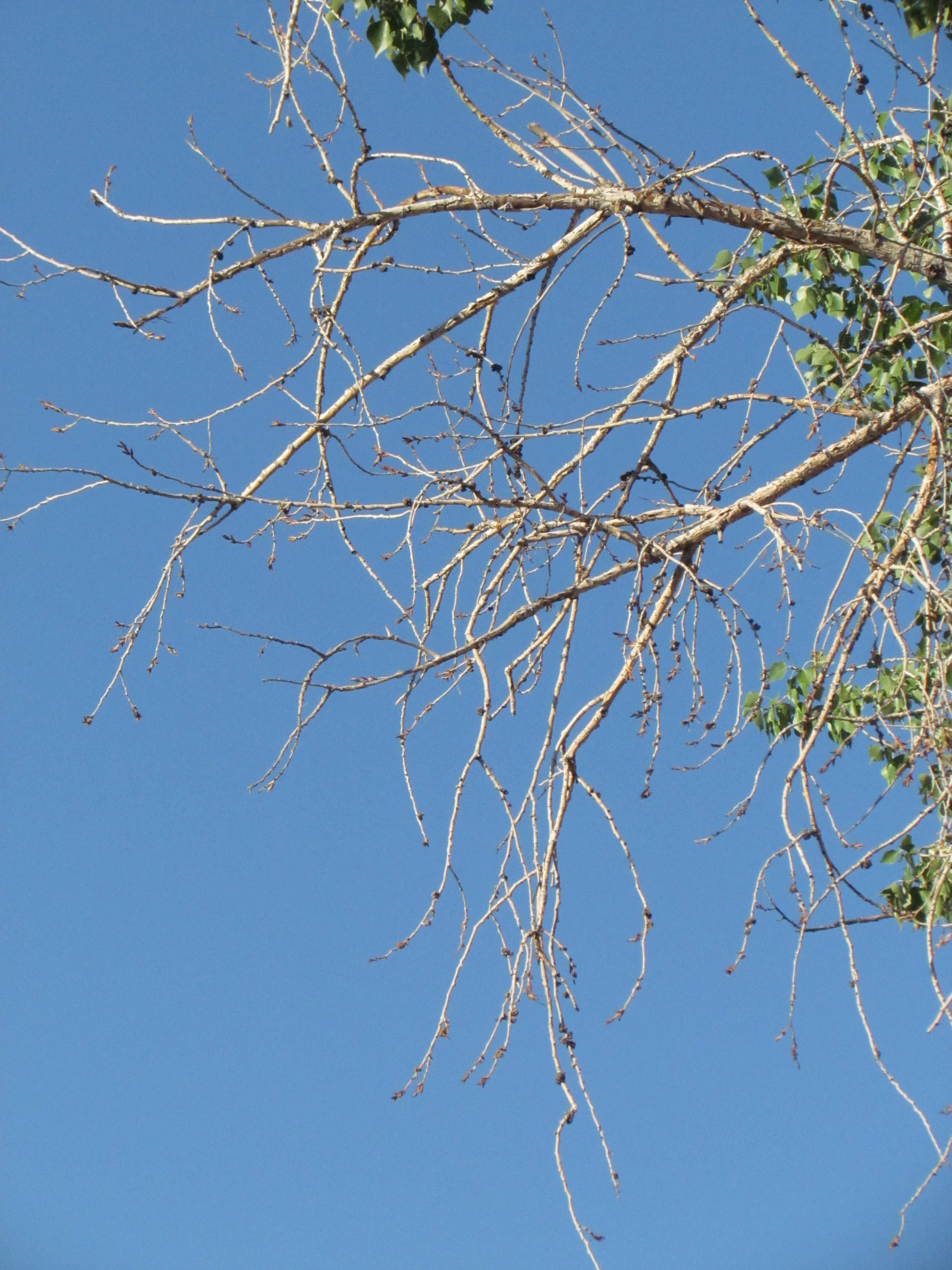 tabgle of branches in a cottonwood