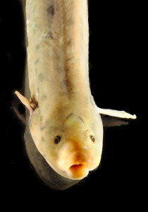 lungfish breathing