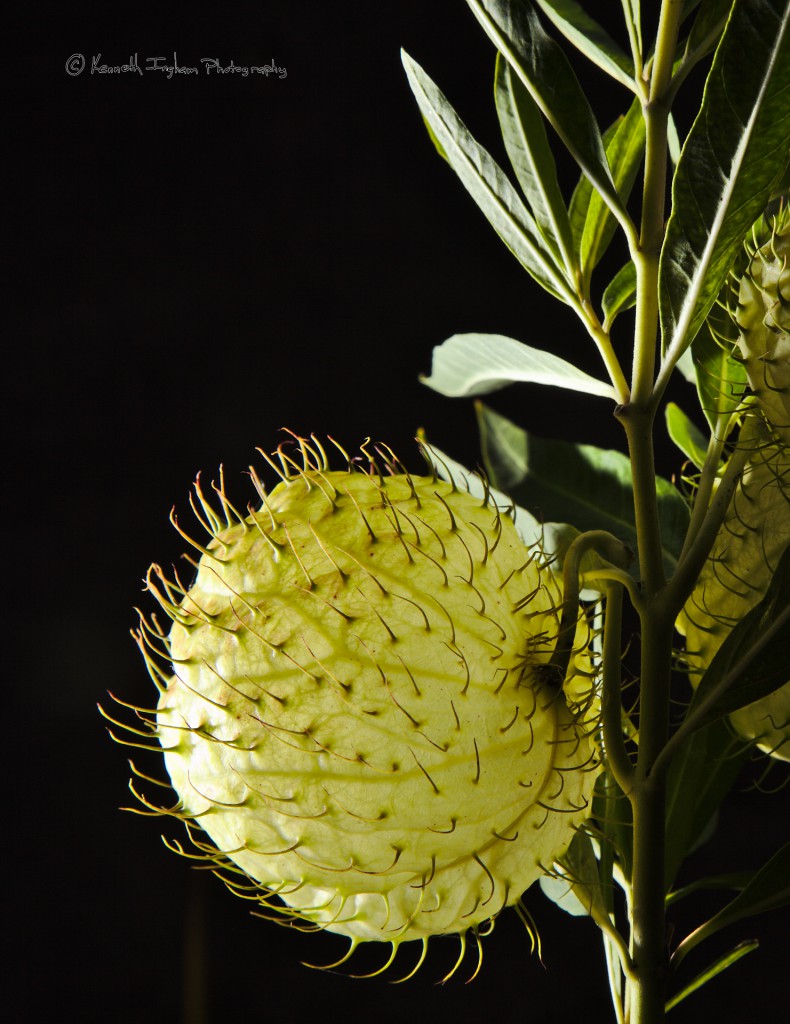 milkweed pod with a black background